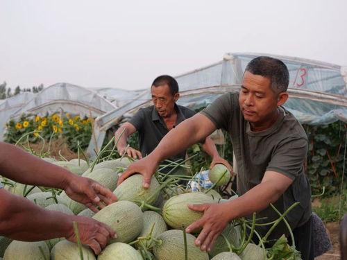 今日辛集吃瓜视频